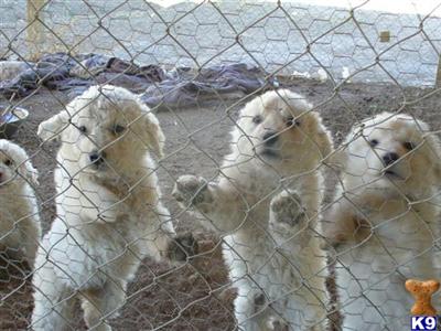 Kuvasz Puppies for Sale